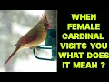 WHEN FEMALE CARDINAL BIRD VISITS YOU WHAT DOES IT MEAN