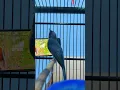 BURUNG TLEDEKAN GUNUNG VS ANIS MERAH