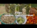 Download Lagu Panen Kacang Kedelai, Tomat, Pear \u0026 Apel 🍅🌱🍐🍎 | Kehidupan Desa Moldova