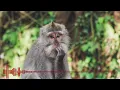 Download Lagu LENKA - TROUBLE IS A FRIENDS COVER BY 3PEMUDA BERBAHAYA FEAT SALLSA BINTAN