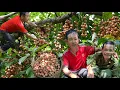Download Lagu Opa en Minhs perfecte teamwerk bij het oogsten van fruit in het diepe bos / SUNG A PAO