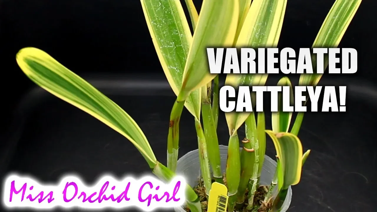 A VARIEGATED CATTLEYA ORCHID! REPOTTING A NEW ORCHID