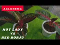 Download Lagu Aglonema Hot Lady VS Aglonema Red Borju