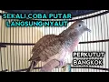 Download Lagu PANCINGAN PERKUTUT BANGKOK AGAR CEPAT GACOR