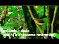Download Lagu burung pelanduk dada putih, gacor di alam liar