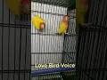 Download Lagu Lutino love bird voice #perrot #lovebird #viral
