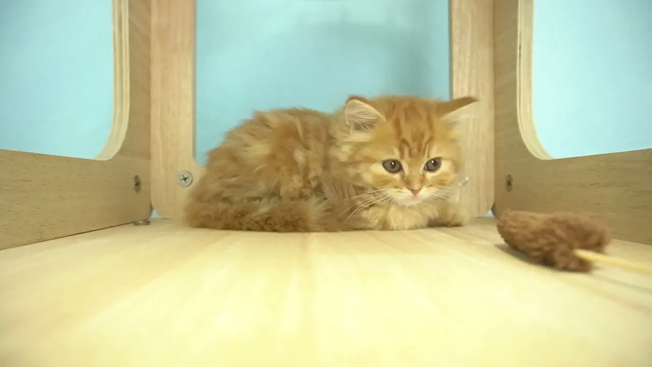 動画
