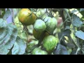 70 tower system - A season with vertical hydroponics