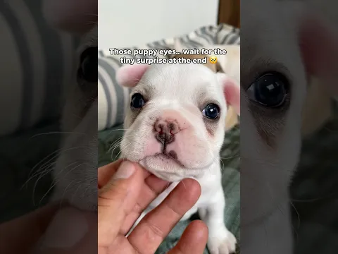 Do you like puppy eyes?🥺