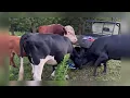 Download Lagu 🐂Redford The Bull #redford #rufus #countrylife #roxanne #bull #farm #farming #family #cow