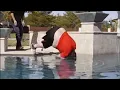 oompaville pushes Nikocado Avocado into the pool - Clip
