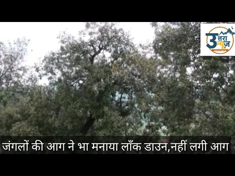 तो इस बार जंगलों की आग ने भी मनाया लाँक डाउन,नहीं हुआ मानवीय हस्तक्षेप नहीं लगी आग