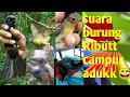 SUARA BURUNG PIKAT KEJEPIT😅 CAMPUR ADUKK.