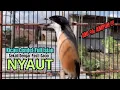 Download Lagu burung cendet gacor BONGKAR EMOSI AMPUH BUAT PANCINGAN CENDET AGAR BUNYI jadikan BURUNG PENTET GACOR