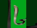 Download Lagu Saamp Green screen videos #greenscreen #green #greenofficial #greenvideos #116#greenscreen