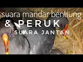 Download Lagu Suara JITU mandar bentiung peruk jantan