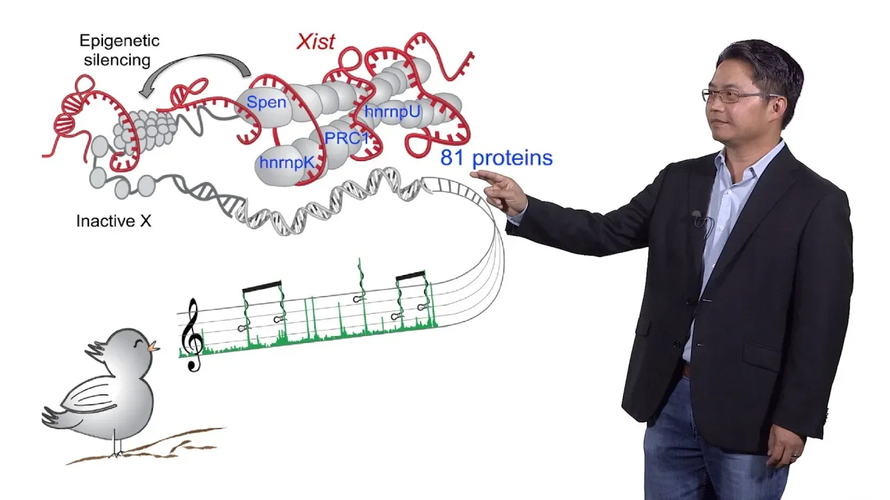 Howard Chang (Stanford, HHMI) 2: LncRNA Function at the RNA Level: Xist