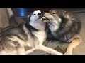 Download Lagu Wolf Dog Growl Machine