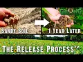 East Texas His Best Food Plots in 35 Years See Why 644