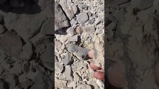 شوف كيف يخرج الحديد من صاطح الارض دندنها