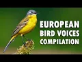 Download Lagu Suara Alam – Burung Eropa Bernyanyi