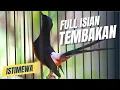 Download Lagu MURAI BATU GACOR FULL ISIAN TEMBAKAN KASAR MEWAH SANGAT AMPUH MENAIKKAN EMOSI MURAI BATU MANAPUN