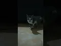 Download Lagu kucing cantik 🐱 🐈#vlogfree #kalbar #short #cats #kucing #catsvirals #catsfunny #kucingviralshorts