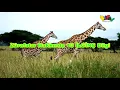 10 INTERESTING Facts About Giraffes, I THINK THEIR LANGUAGE CONTINUES IN EVERY PROBLEM