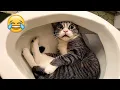 Download Lagu De grappigste katten- en hondenvideo's van 2025😼🐶Probeer niet te lachen😜 MP3