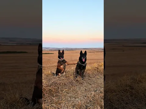 Poz ver kanka :) #eyüpdoğan #malinois #belçikakurdu #istanbul