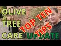 Olive Tree Care 10 VERY HELPFUL TIPS