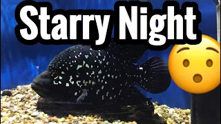 Download Starry Night Cichlid “Madagascar” Care MP3