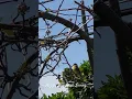 Download Lagu Goldfinch #animalshorts #birds #penyayangbinatang #animallover #burungkicau #burung #goldfinch