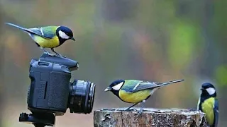 أصوات الشحيم خلط دخل الشحمنيات صوت صافي نقي  صوت العصافير  صوت الدخل دندنها