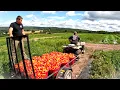 Download Lagu The REAL LIFE on the vegetable farm