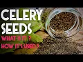 Celery Seeds Health Benefits Medicinal Uses Side Effects