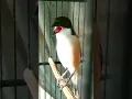 Lagu BURUNG CENDET Rasa Lovebird || Ngekek Panjang