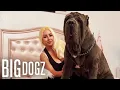 Ambush The 180lbs Neapolitan Mastiff BIG DOGZ