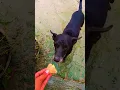Download Lagu Janwaro Par Bharosa Kiya Ja Sakta Hai. Insano Par Nahi #shorts #viral #emotional #animals