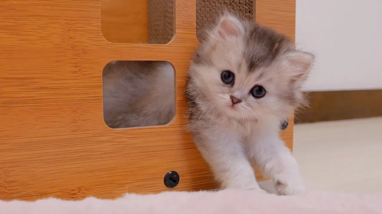 The kitten who has eaten too much and can't move because it's stuck in the gap is so cute...