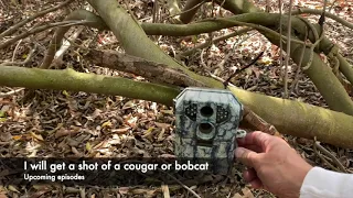 Mule Deer and Animals of Escondido – Trail Cam Footage