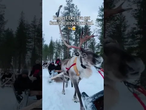Reindeer ride in Lapland, Finland #winter #snow #northpole