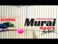 Download Lagu pancingan konin gacor agar murai batu emosi gacor bongkar materi
