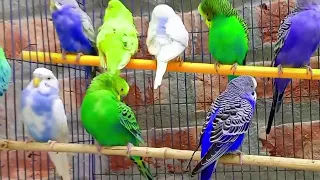 Download 2 Hours of Budgie Best Friends - Mango and Chutney - Singing and Talking Sounds MP3