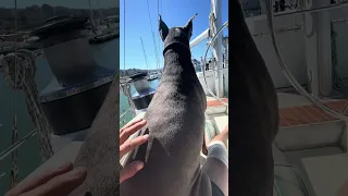 #fyp #dream #doberman #pets #youtube