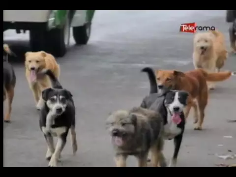 Nataly y Diego hablan sobre polémica animalista en Loja