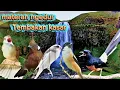 Download Lagu MASTERAN MURAI BATU - BESETAN CUCAK JENGGOT cililin Cocok JUGA untuk MASTERAN CENDET