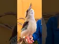 Australian Kookaburra singing 🪶 🪶 🅾🆉 🅱🅸🆁🅳🆂