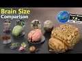 Brain Size Comparison Animal Human Monster Fictional Brains Size