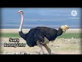 Download Lagu Suara burung Onta